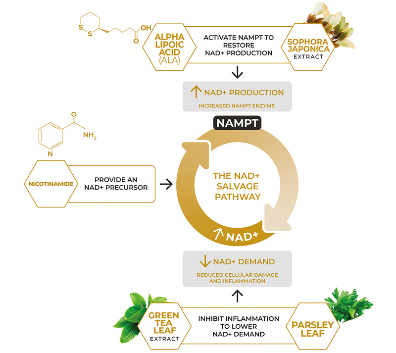 Buy Nuchino Time+ Supplements Online & in Perth